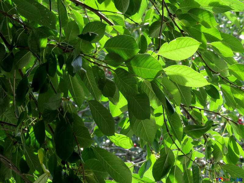 Verdi foglie del ciliegio №30876