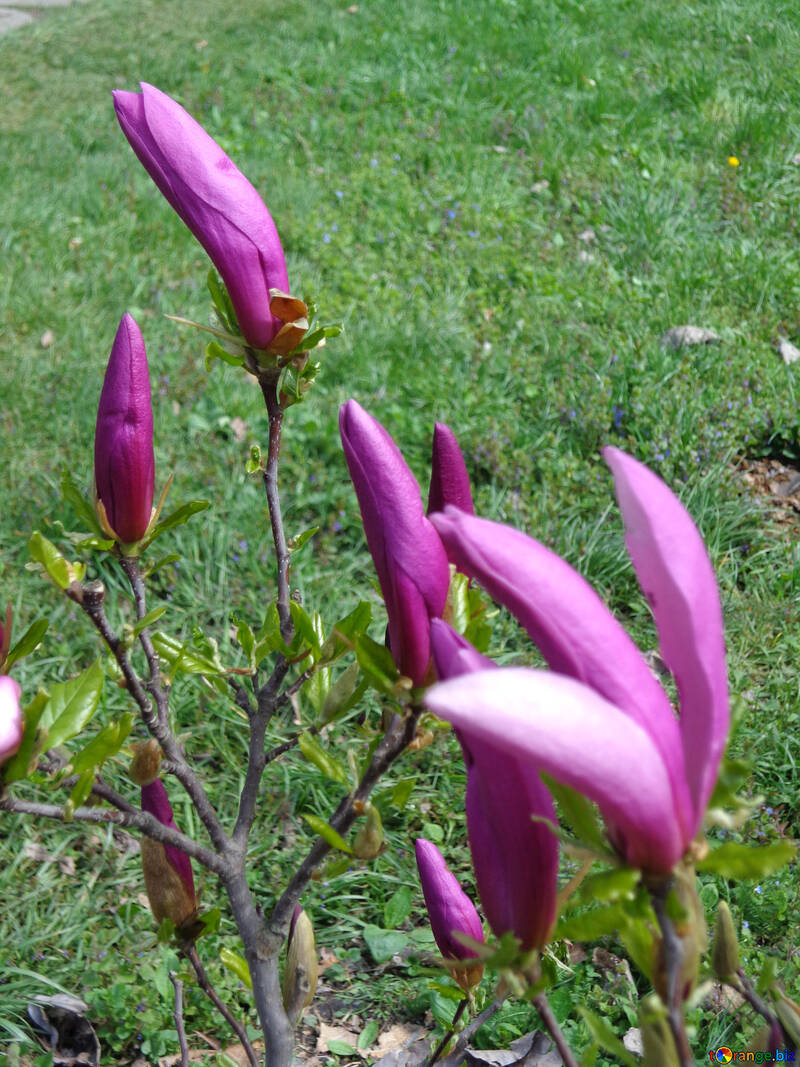 Magnolien-Blüten №30360