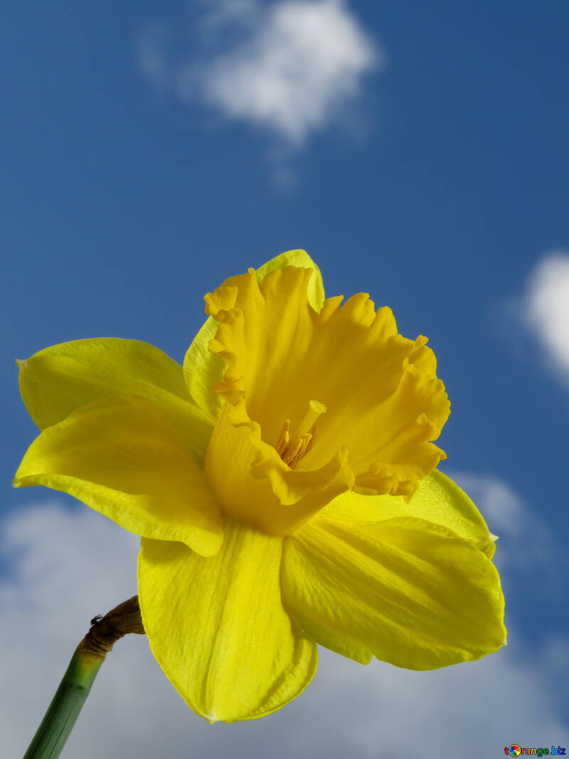 Narcissus in the against the sky №30952