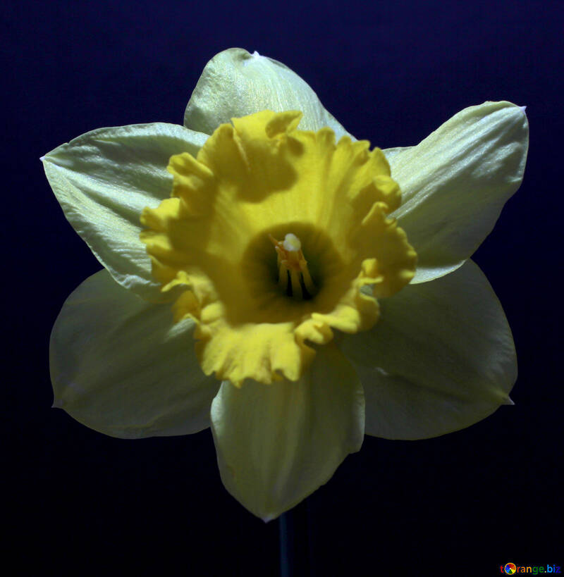 Narcissus on dark background №30908