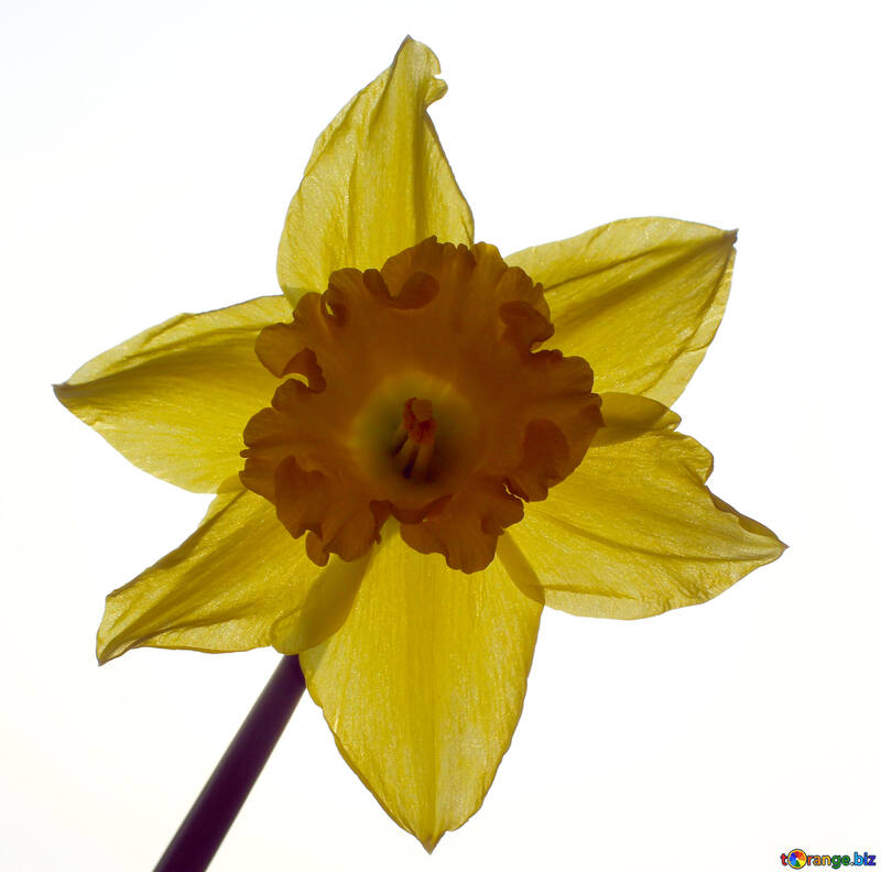 Narcissus on white background №30882