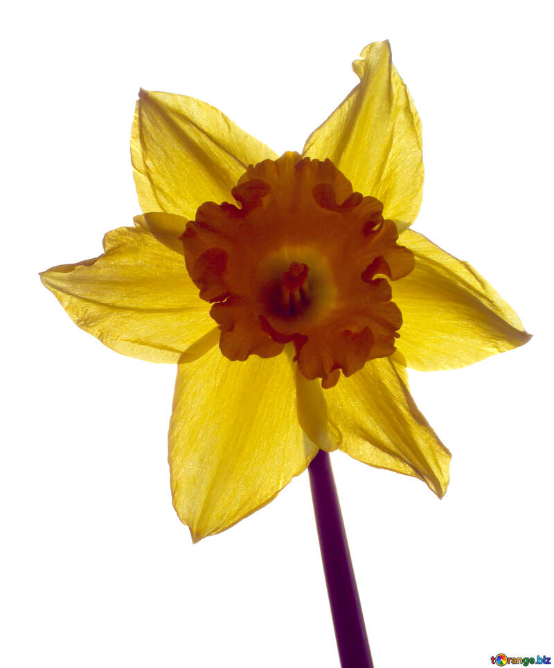 Eine gelbe Blume auf weißem Hintergrund №30884