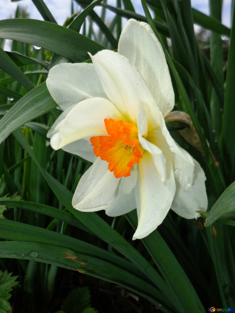 Narcissus №30388
