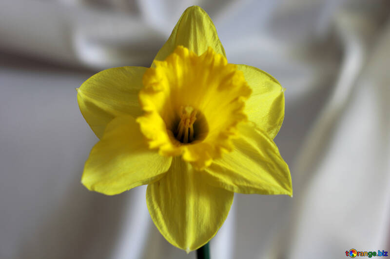 Narcissus №30897