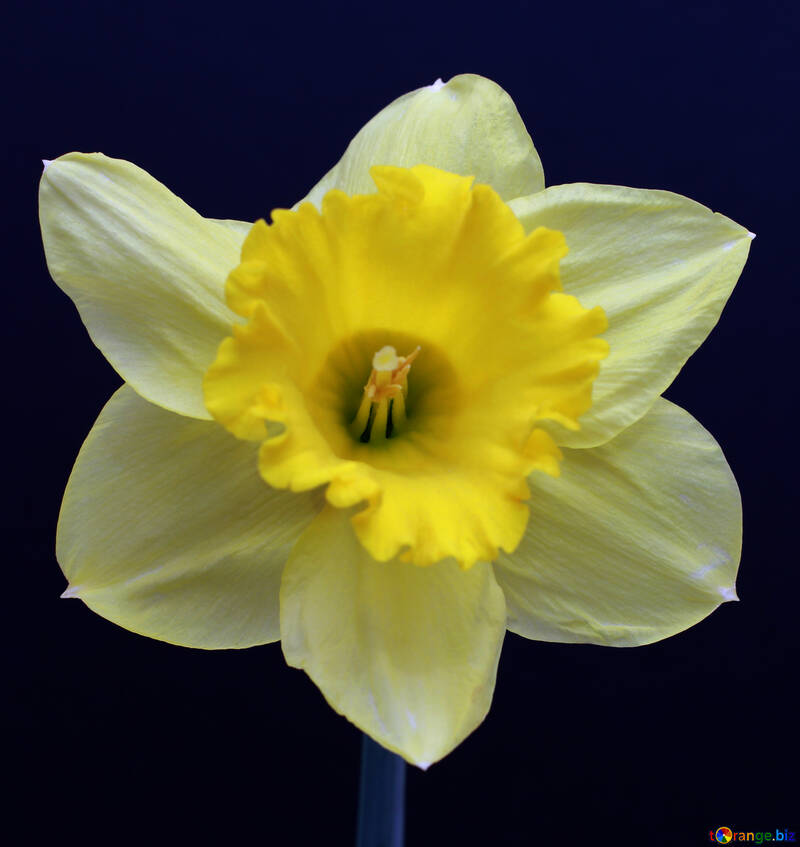 Narcissus №30909