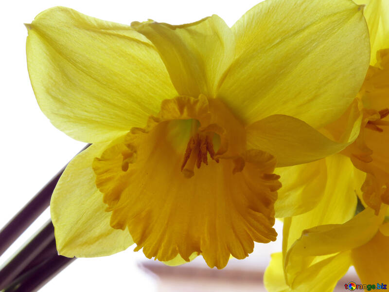 Daffodil №30919