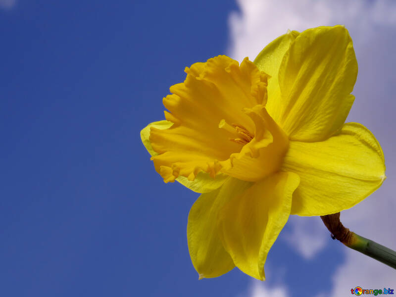 Daffodil №30953