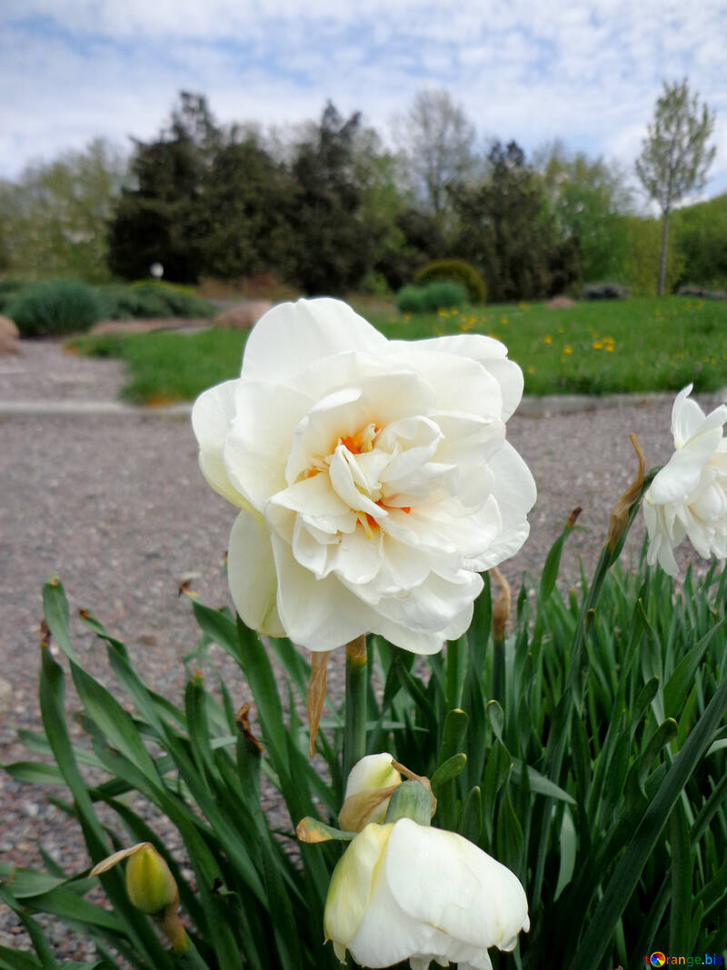 Narcissus flower №30389