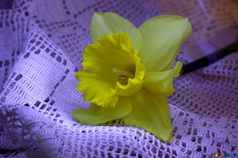 Flor de Narciso №30891