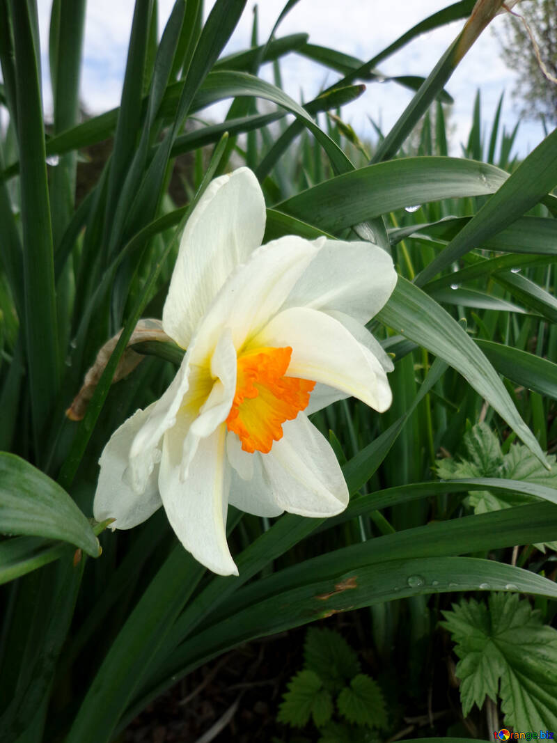 Terry narcissus №30387