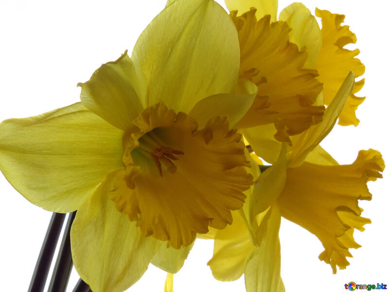 Narcissus yellow №30916