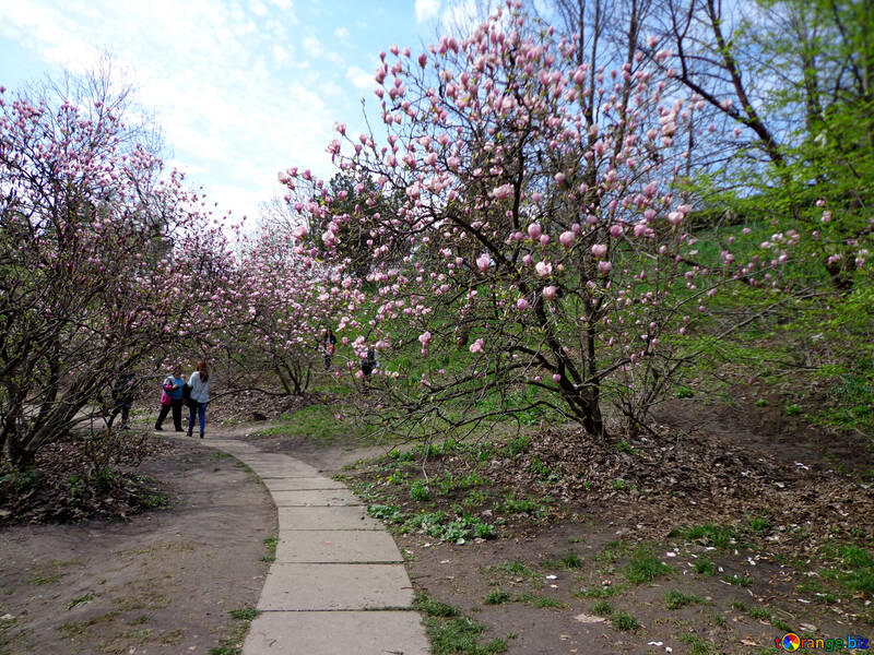 Flowering Magnolia Park №30361