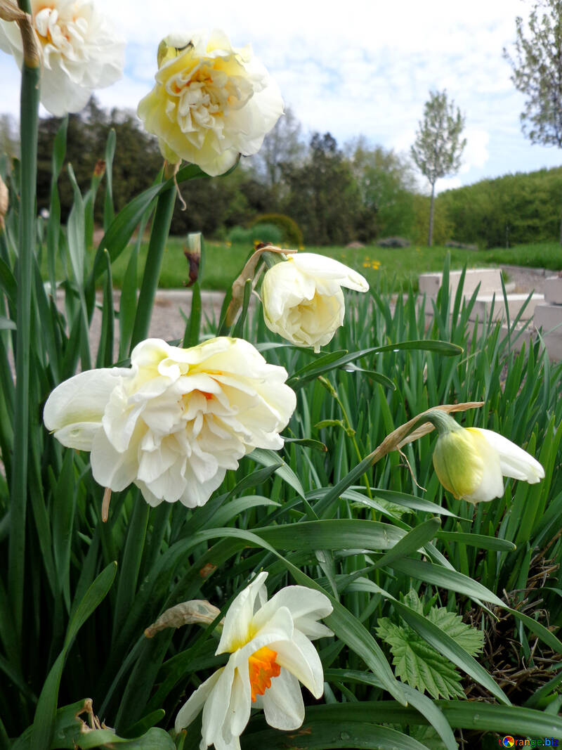 Jonquilles dans le parc №30386