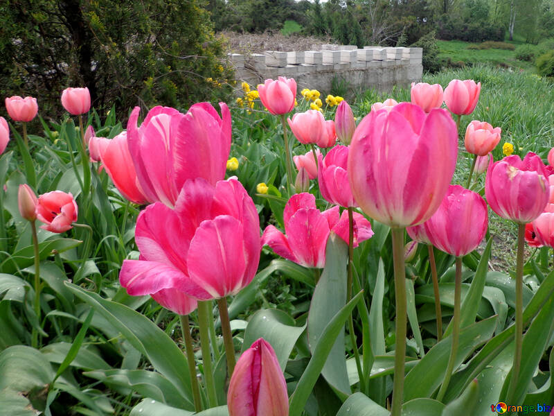 Pink tulips №30383