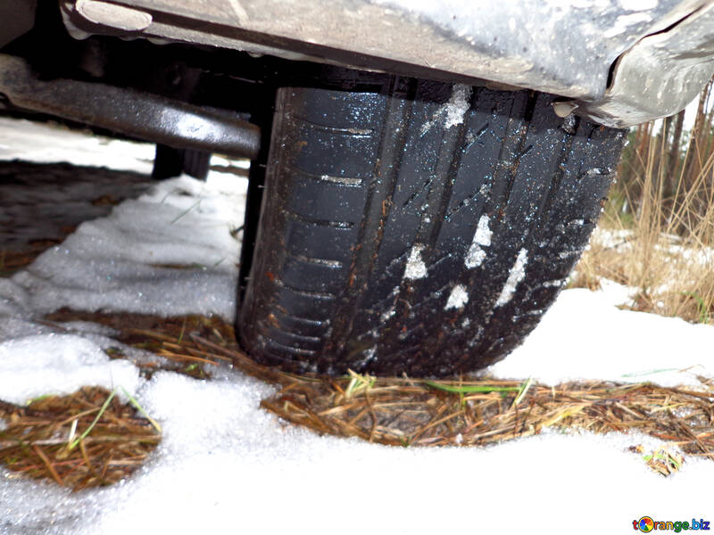 Tyre in winter in the forest №30833