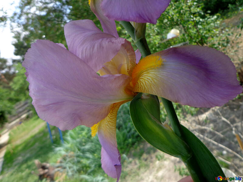 Iris flower large №30815