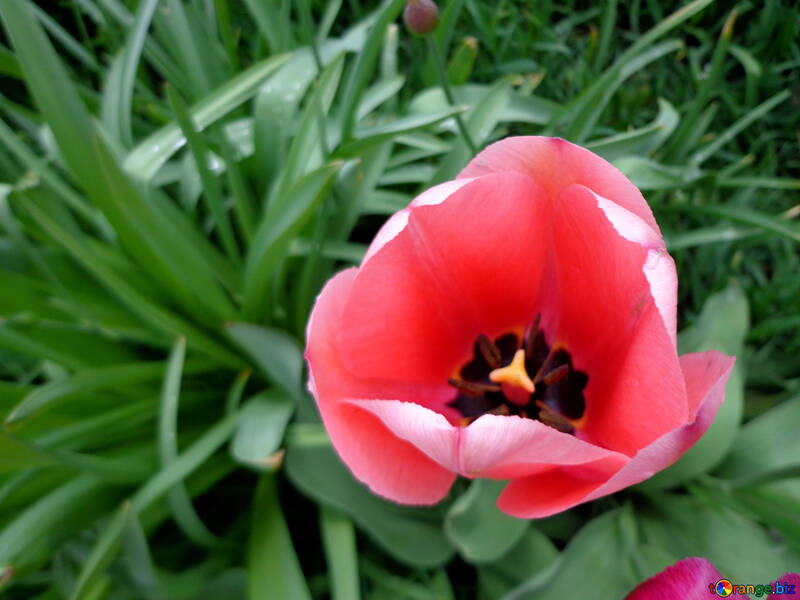 Tulipa №30378