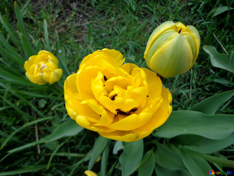 Flauschige Tulip №30381
