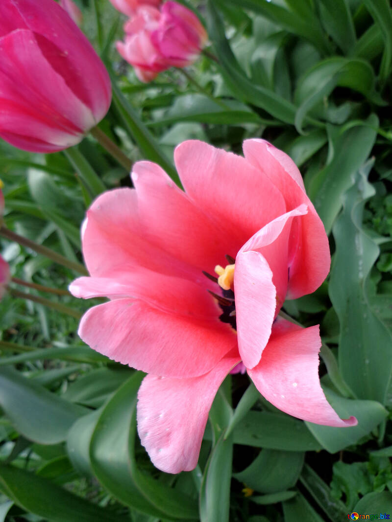 Gentile tulipani №30384