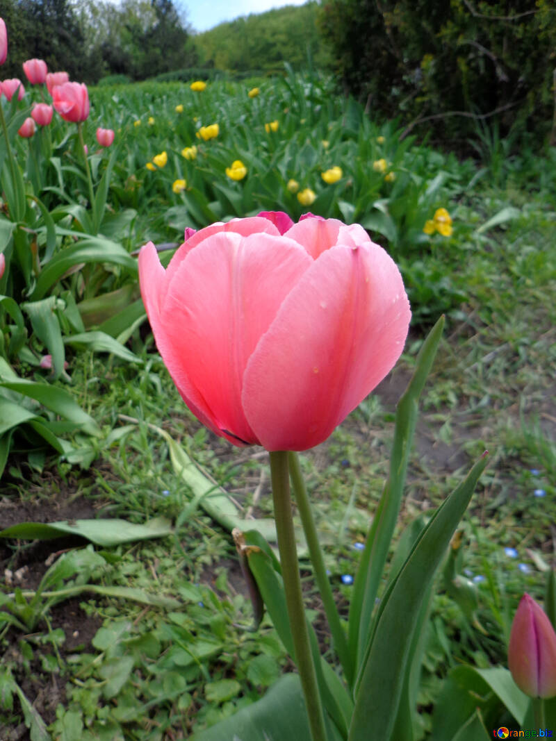 Tulipán rosa №30374