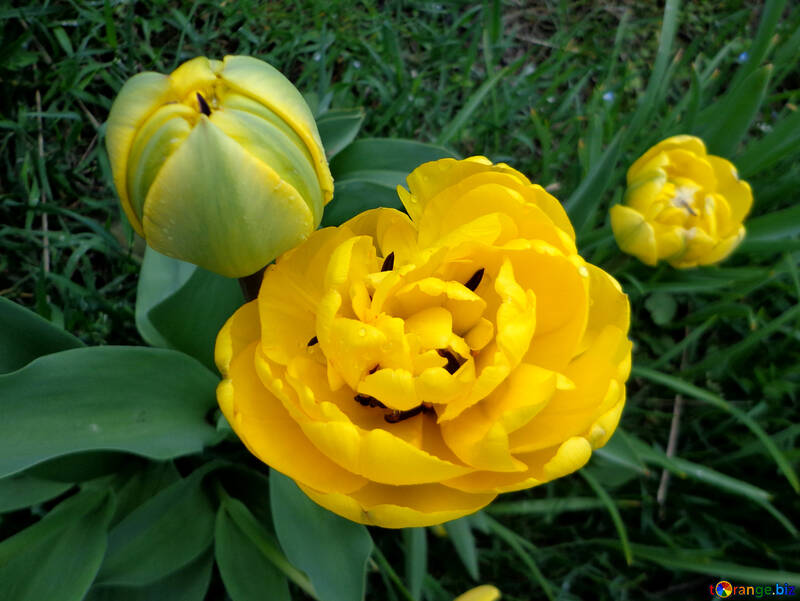 Тюльпан багатолистий №30382