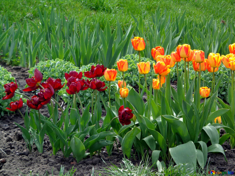 Red and yellow tulips №30366
