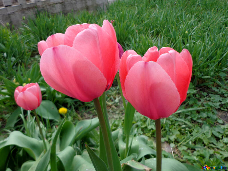 Tulipes №30375