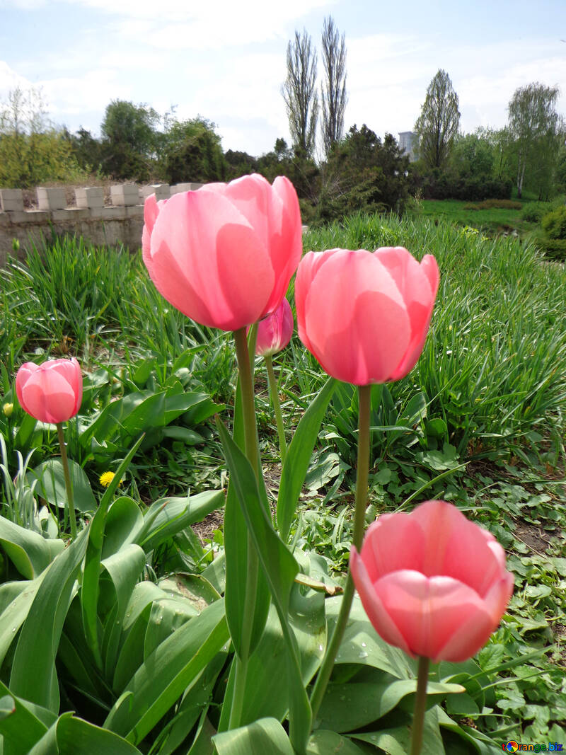 Tulpen in der Nähe des Hauses №30376