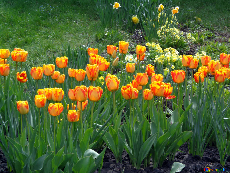 Yellow-red tulips №30365