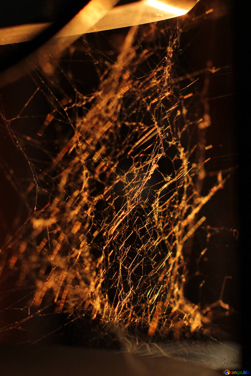 Licht in das Spinnennetz №30970
