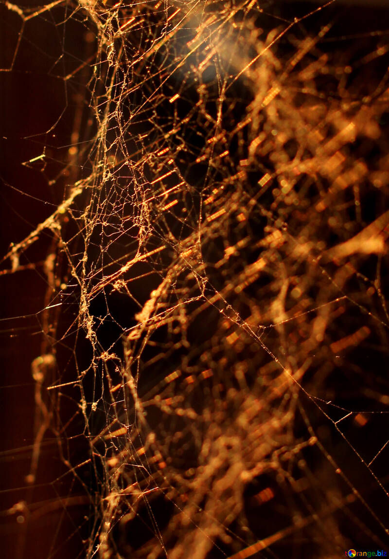 Spider Web №30966