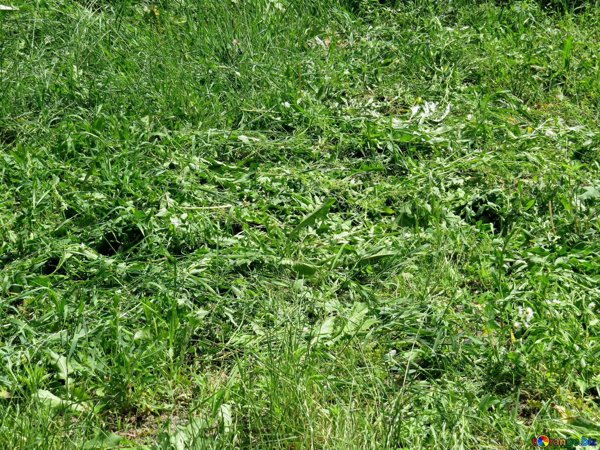庭の植物 無料の写真 背の高い雑草 無料の写真 食用植物 Torange Biz