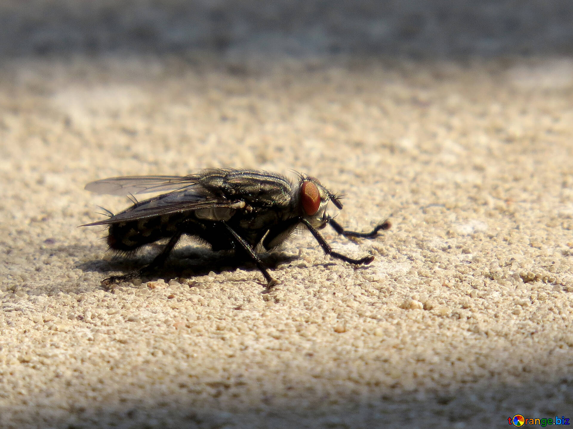 Земляная муха
