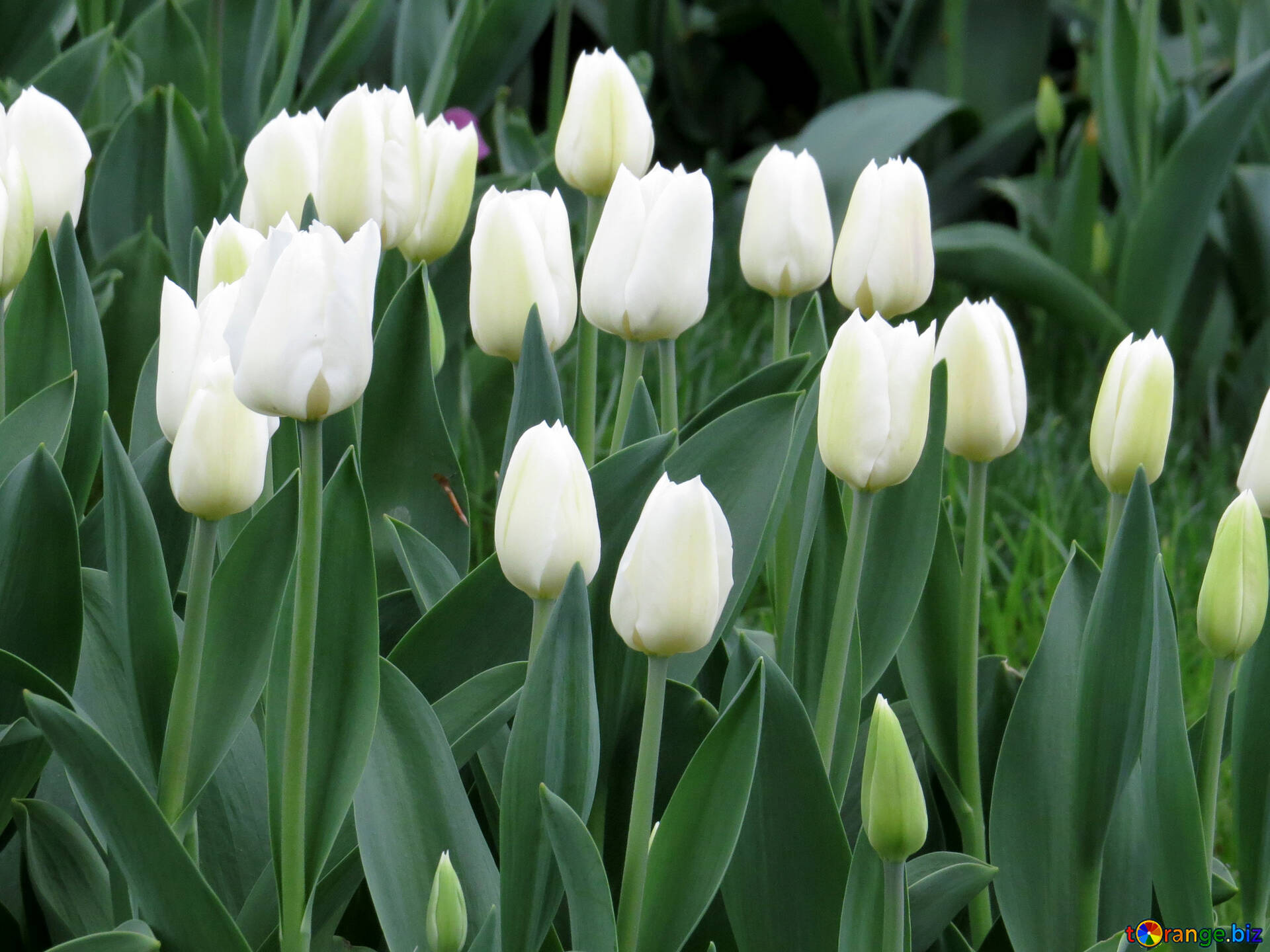 Introduzir 43+ imagem flor tulipa branca - br.thptnganamst.edu.vn