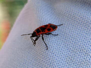 Escarabajo rojo №31633
