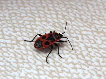 Red beetle bug №31629