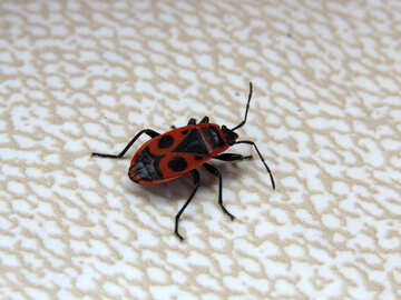 Red beetle bug