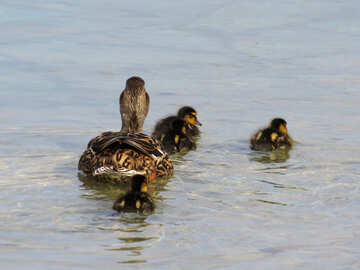 Duck family №31363