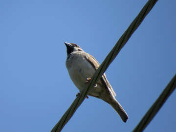 A bird Sparrow №31655