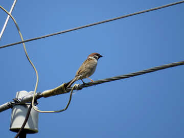 Sparrow on wire №31653