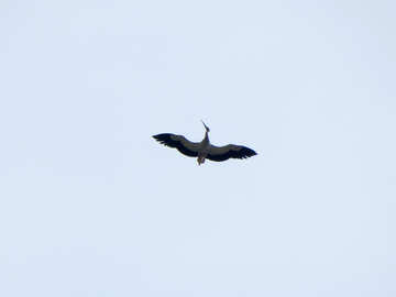 Stork in flight №31658