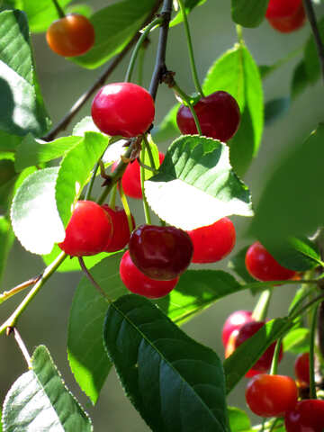 Juicy cherry №31459