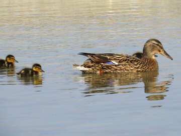 Duck and ducklings №31367
