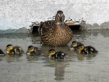 Duck with ducklings №31391