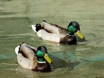 Wild ducks №31358