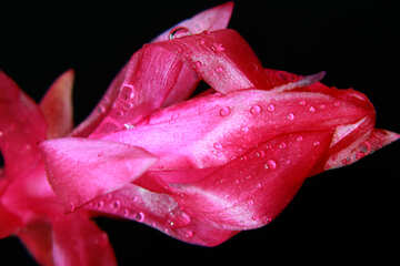 Flower with drops of dew №31076