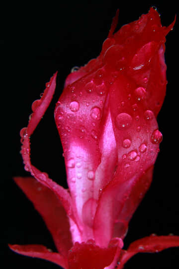 Rote Blume №31075