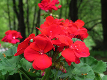 Flores rojas №31324