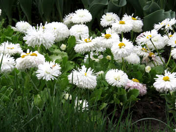Flores blancas en realidad №31288