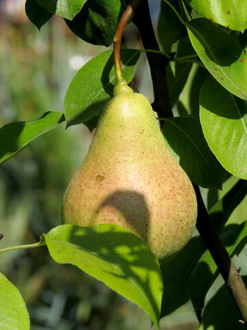 Fruit pears hanging on tree №31064